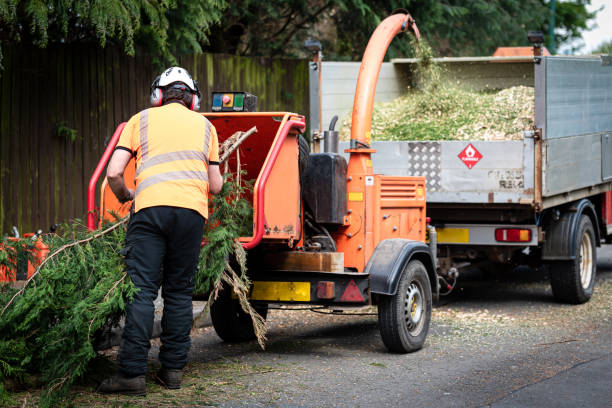Best Tree Cabling and Bracing  in Mead, WA